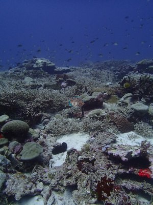 Image 13