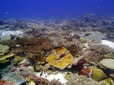 Image 18