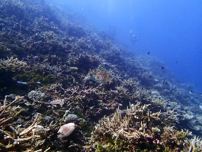 Image 9