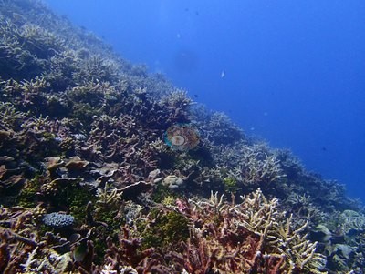 Image 12