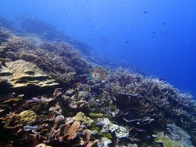 Image 19
