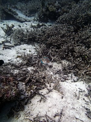 Image 15