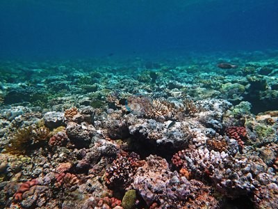 Image 19