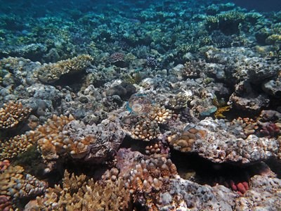 Image 33