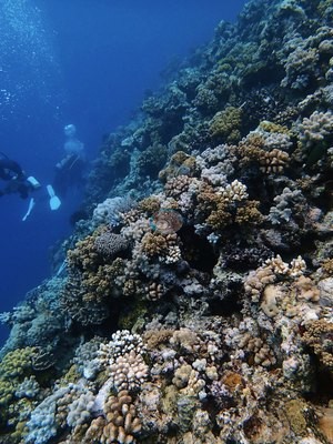 Image 15