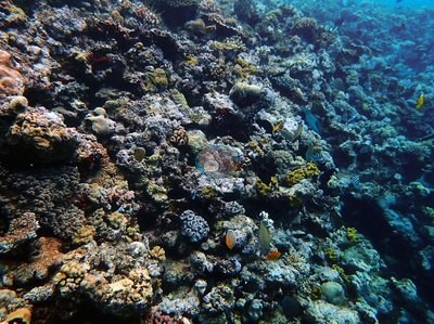 Image 18