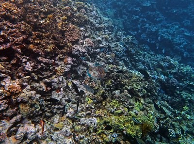 Image 21