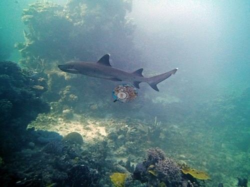 Image 4