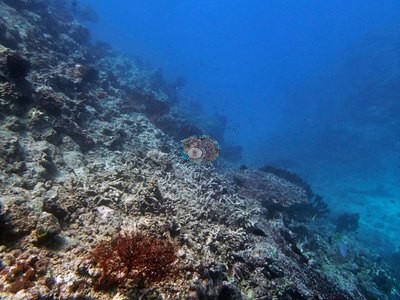 Image 12