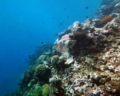 Image 33