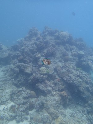Image 10