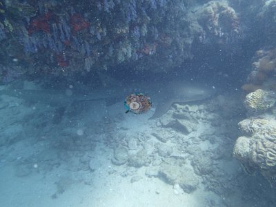 Image 12