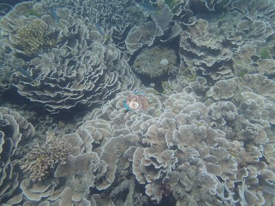 Image 30