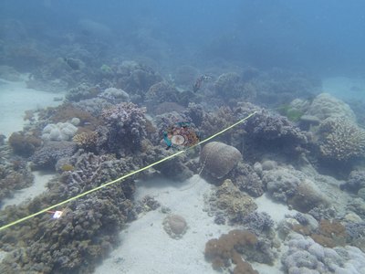 Image 33