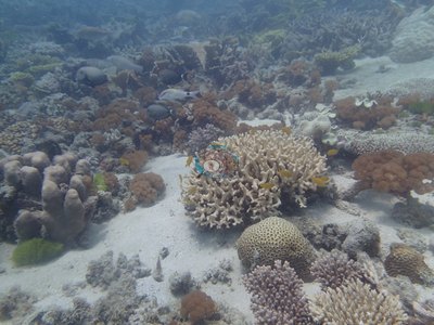 Image 35