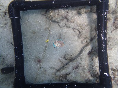 Image 36