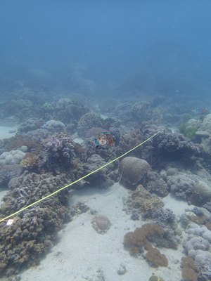 Image 37
