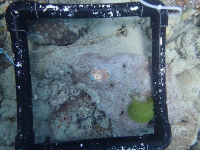 Image 42