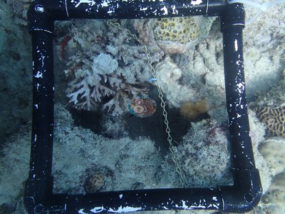 Image 52