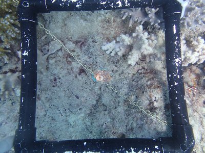 Image 53