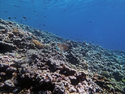 Image 13
