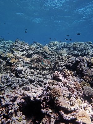 Image 16