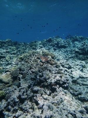Image 18
