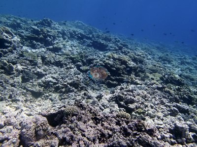Image 19