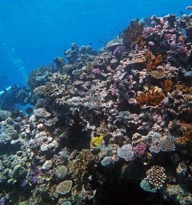 Image 19