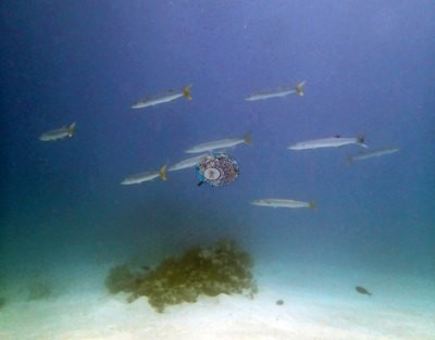 Image 2