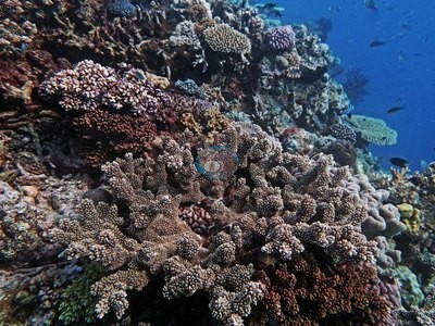 Image 21
