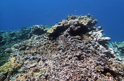 Image 15