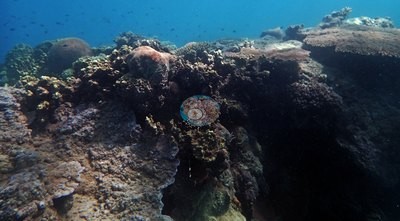 Image 13