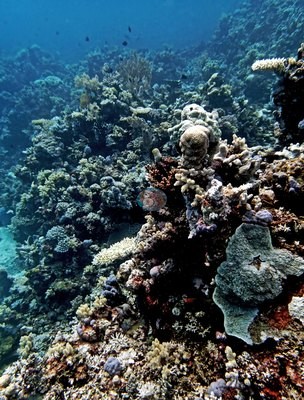 Image 13