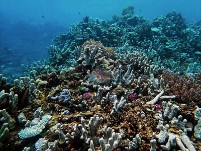 Image 17