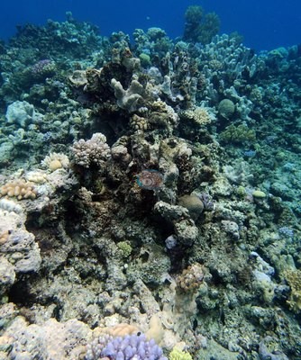 Image 30