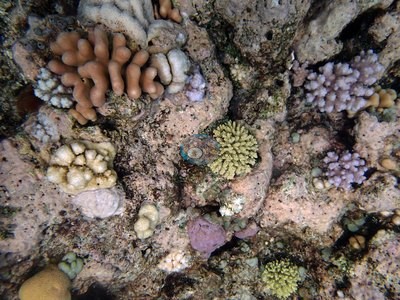 Image 31