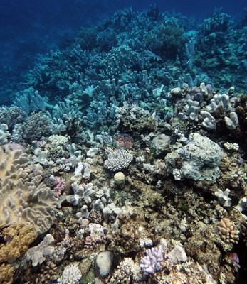 Image 32