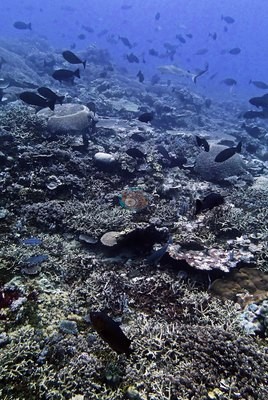 Image 13