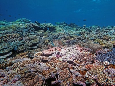 Image 15