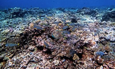 Image 31