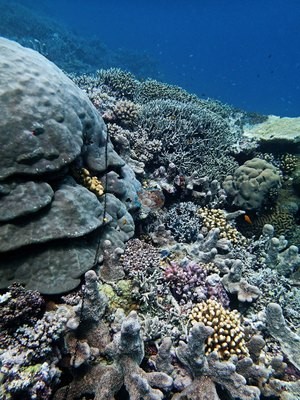 Image 13