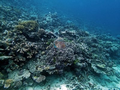 Image 21