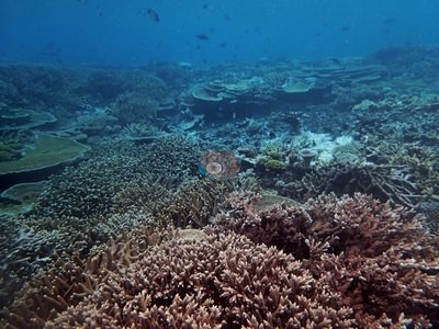 Image 41
