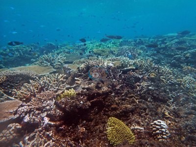 Image 56