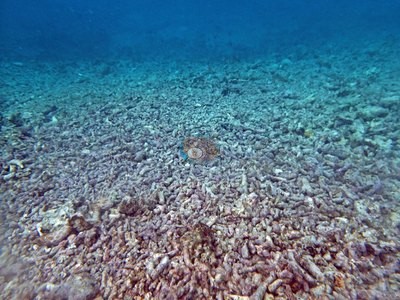 Image 61