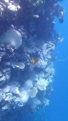 Image 51