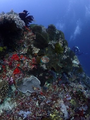 Image 38