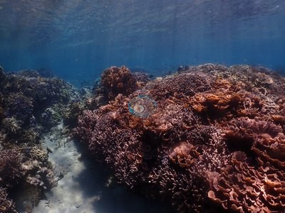 Image 15