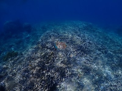 Image 34